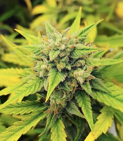 Also Know 47 Autoflower feminisierte Samen (Seedkeepers)