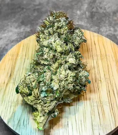 Blueberry OG feminisierte Samen (AlphaFem Seeds)