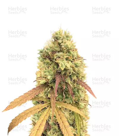 Critical Automatic (BlimBurn Seeds)