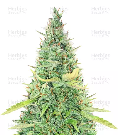 Sticky Auto Mix feminisierte Samen (Herbies Seeds)