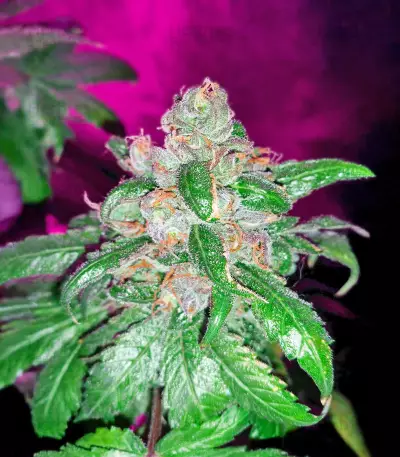Delicious Cookies Early Version feminisierte Samen (Delicious Seeds)