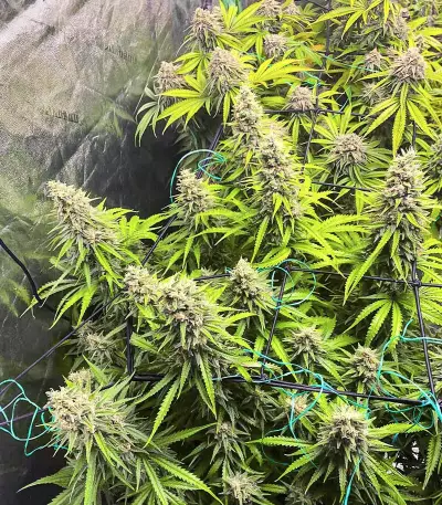 Dozy Whale feminisierte Samen (AlphaFem Seeds)