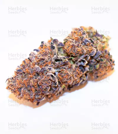 Dozywelly OG feminisierte Samen (AlphaFem Seeds)