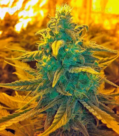 Exodus Cheese (GHS) Cannabis-Samen