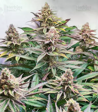 Glue Cookies feminisierte Samen (AlphaFem Seeds)