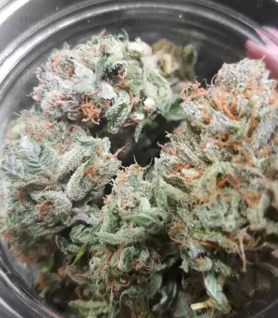 Glueberry (Expert Seeds) Cannabis-Samen