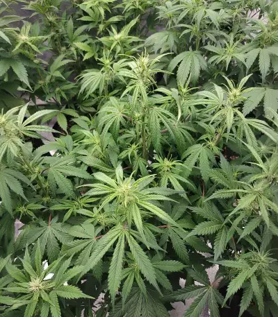 Glueberry (Expert Seeds) Cannabis-Samen