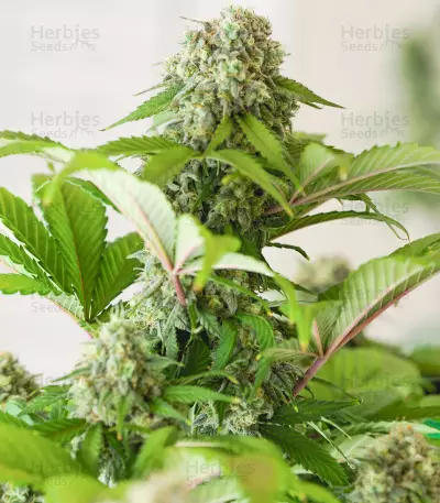 Godzilla Original Glue GG#4 feminisierte Samen (Herbies Seeds)