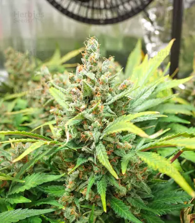 Godzilla Original Glue GG#4 Auto-Samen (Herbies Seeds)