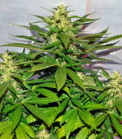 Jack Herer (GHS) Cannabis-Samen