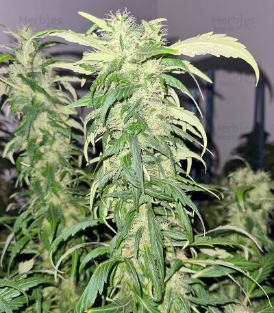 Mango Crunch regular (RQS) Cannabis-Samen