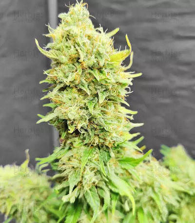 North Thunderfuck (RQS) Cannabis-Samen