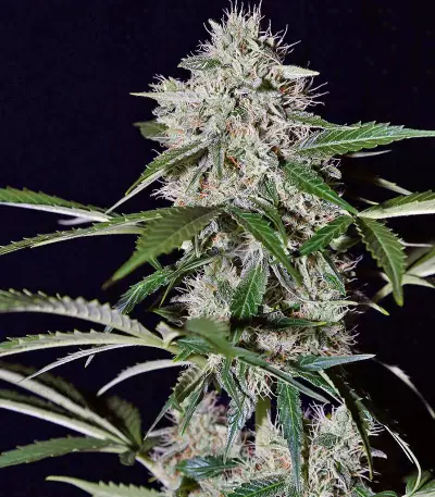 Northern Lights Auto (GHS) Cannabis-Samen