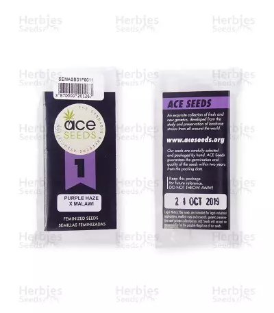 Purple Haze x Malawi (Ace Seeds) Cannabis-Samen