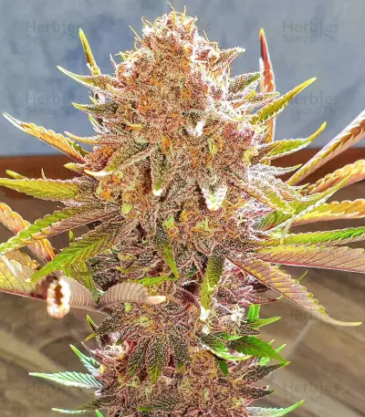 Red Hot Cookies feminisiertes Saatgut (Sweet Seeds)