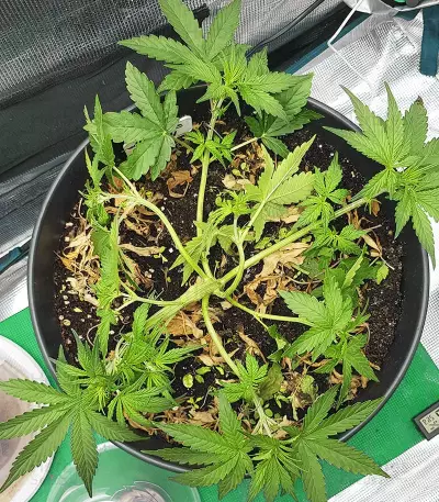 Skywalker Haze feminisierte Samen (Dutch Passion)