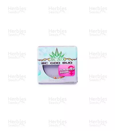 BC God Bud (BC Bud Depot Seeds) Cannabis-Samen