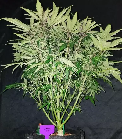 C4 Auto (Fast Buds) Cannabis-Samen