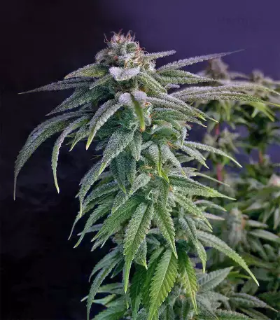 Granddaddy Purple feminisierte Samen (Blimburn Seeds)