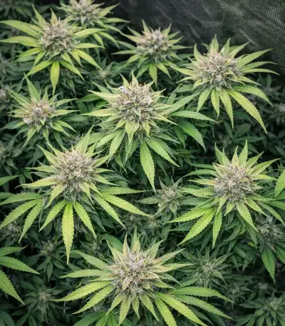 Lemon Mandarin feminisierte Samen (Fast Buds)