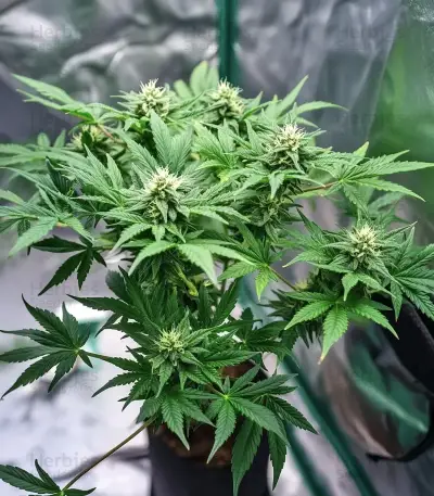 Mendocino Chanel Kush (Medical Seeds) Cannabis-Samen
