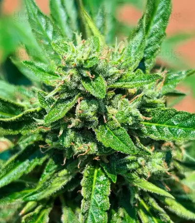 OG Kush Autoflower feminisierte Samen (Humboldt Seed Company)