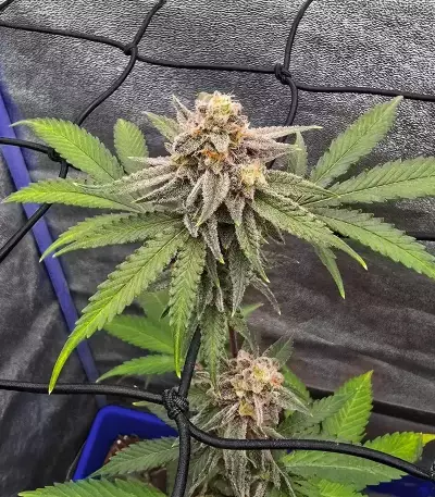 Princess Haze feminisierte Samen (Brothers Grimm Seeds)