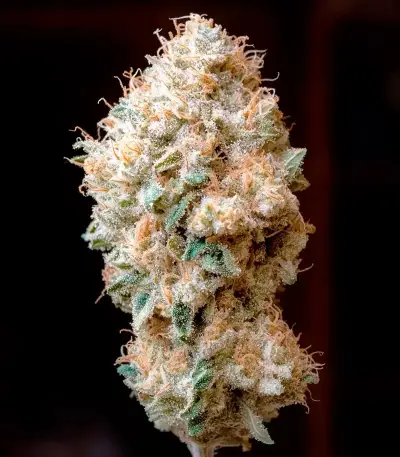 Super Lemon Haze x GMO (GHS)