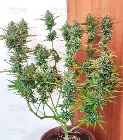 Tropicanna Poison XL Auto feminisierte Samen (Sweet Seeds)