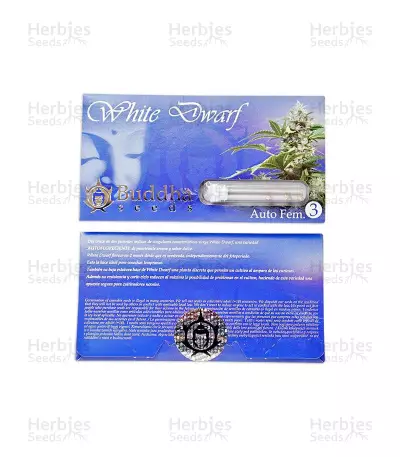 Buddha White Dwarf Auto (Buddha Seeds) Cannabis-Samen