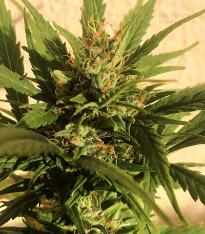 Z OG Auto (Barney's Farm) Cannabis-Samen