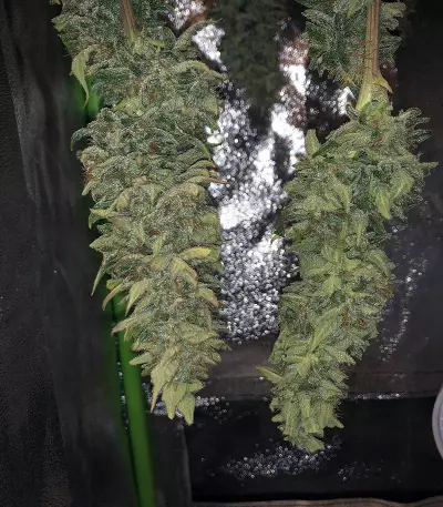 Purple Skunk Mass (Critical Mass Collective Seeds) Cannabis-Samen