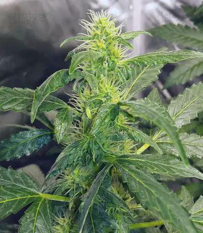 Original Auto Russian (Fast Buds) Cannabis-Samen