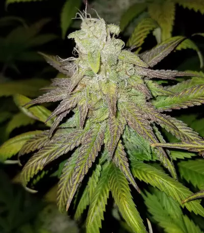 Acid Dough (Ripper Seeds) Cannabis-Samen