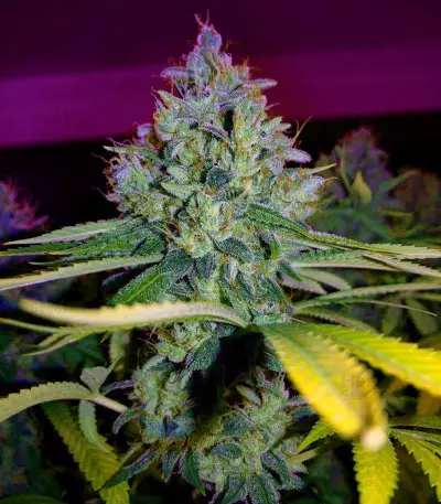 Amnesia Haze (Soma Seeds) Cannabis-Samen