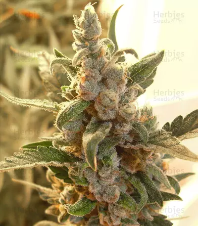 Berry Ryder Auto (Auto Seeds) Cannabis-Samen