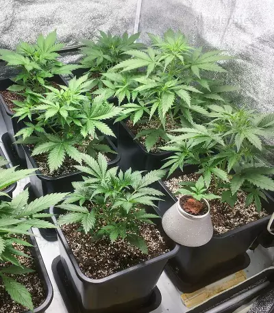 Big Bud Auto-Samen (Herbies Seeds)