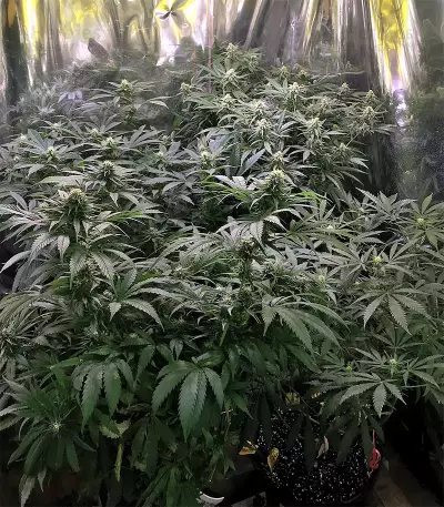 Black Destroyer (Original Sensible Seeds) Cannabis-Samen