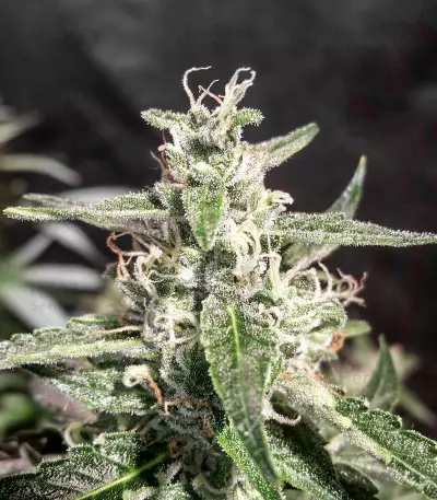 CBD Auto Compassion Lime (Dutch Passion) Cannabis-Samen