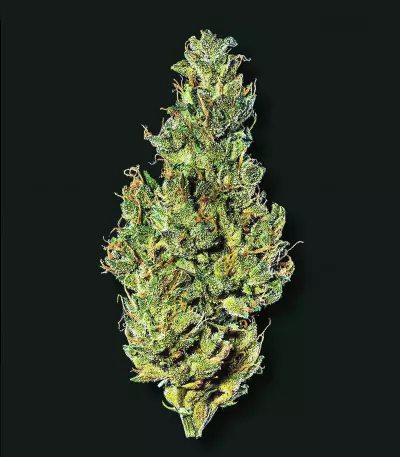 Choco Thai Auto-Samen (Herbies Seeds)