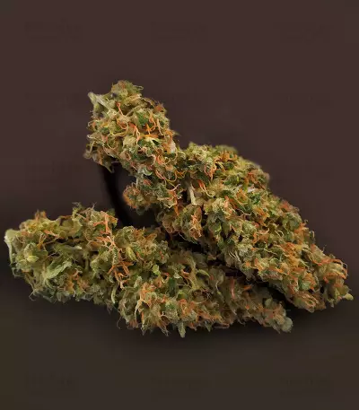 Diesel Auto (G13 Labs) Cannabis-Samen