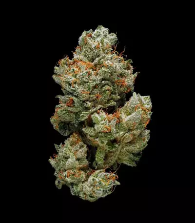 Gorilla (00 Seeds) Cannabis-Samen