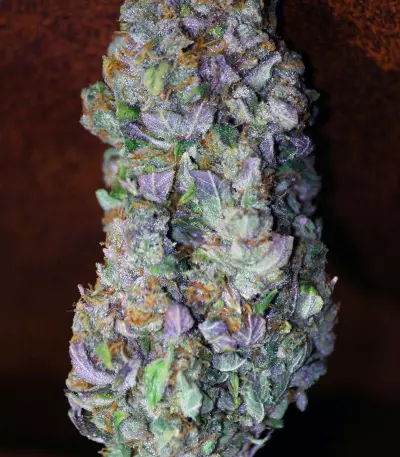 Kandy Kush (Reserva Privada) Cannabis-Samen