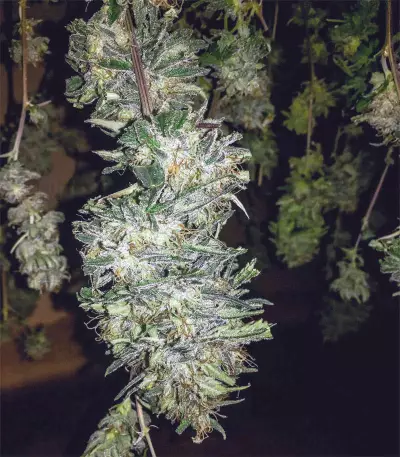 Killer Purps (Bomb Seeds) Cannabis-Samen