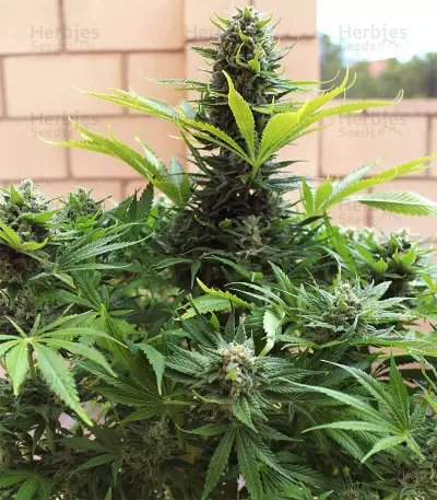 King Kong (Dr. Underground) Cannabis-Samen