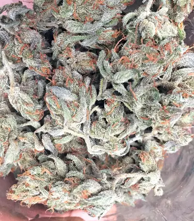 King's Banner regular (Dark Horse Genetics) Cannabis-Samen