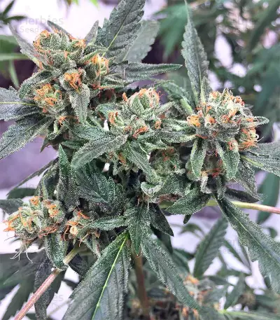 King's Banner regular (Dark Horse Genetics) Cannabis-Samen