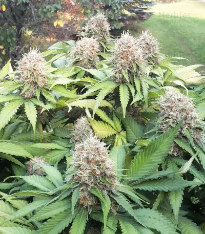 Northern Lights (Sensi Seeds) Cannabis-Samen