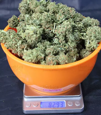 Old Dirty Biker regular (Karma Genetics) Cannabis-Samen