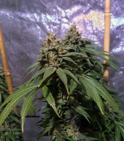 OG Kush CBD (Dinafem Seeds) Cannabis-Samen